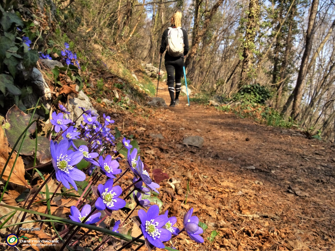 14 Erba trinita- Hepatica nobilis.JPG